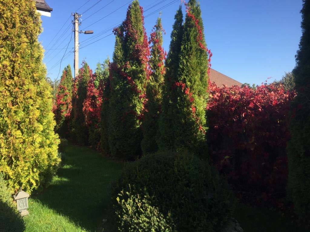 https://smolensk.mslandshaft.ru/storage/app/uploads/public/642/ac7/ffc/642ac7ffc8598316152773.jpg
